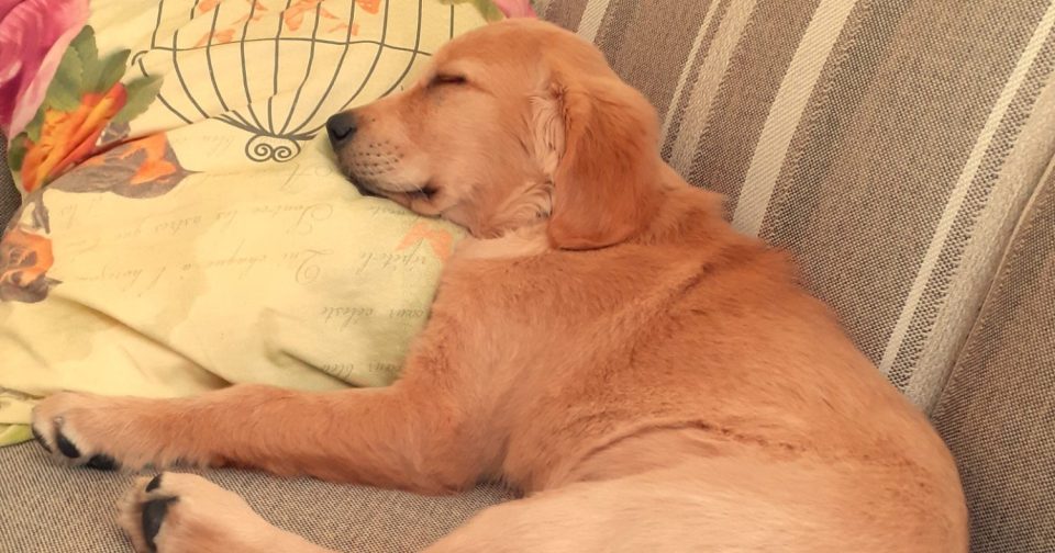 Welpenaufzucht mit direktem Familienanschluss Golden Retriever Welpe Luna schläft geborgen im Haus.
