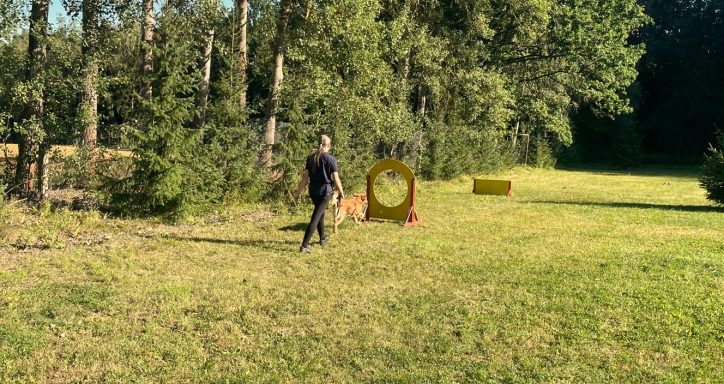 agility-parcours-golden-retriever