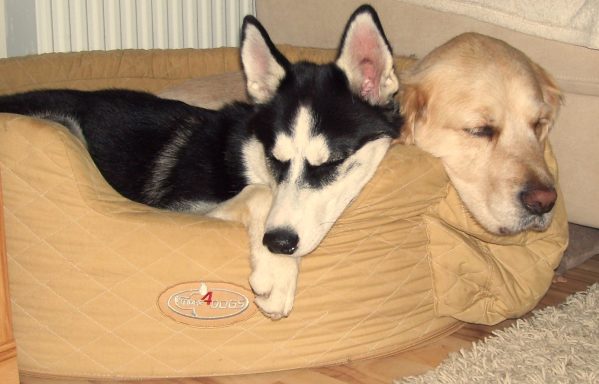 Cassy und ihre Husky-Freundin Golden Retriever Hündin Cassy kuschelt harmonisch mit ihrer Husky Freundin Akita.