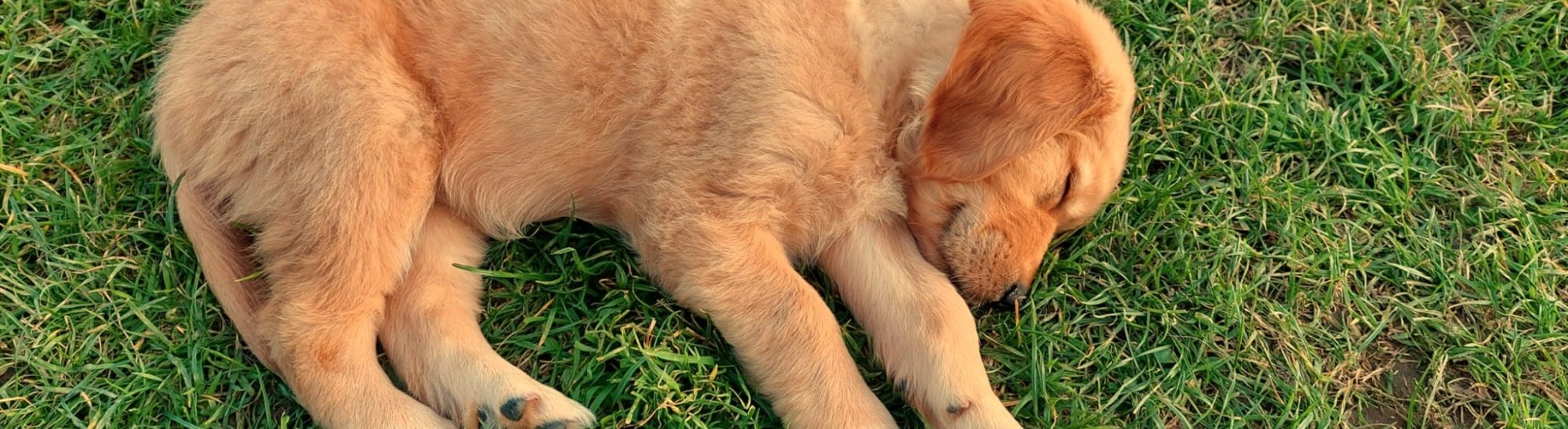 Ein kleiner Golden Retriever Welpe schläft entspannt auf der grünen Wiese im Garten der Zuchtstätte in Thüringen.