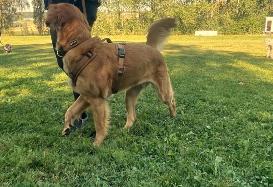 immer-voll-bei-der-sache-luna-training