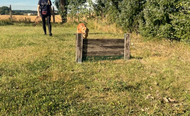 agility-sprunghindernis-training-luna