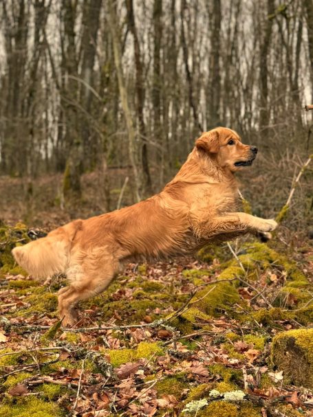 golden-retriever-rüde-happiness-for-future-kenny-finnley