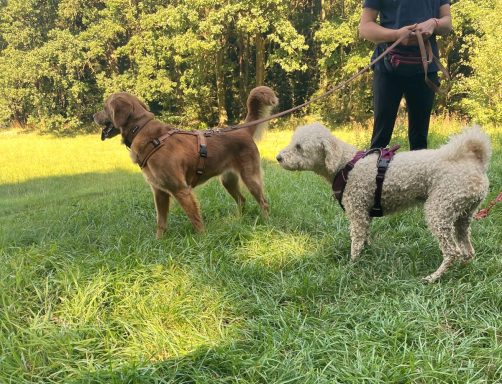 sozialisierung-hundeplatz-thueringen