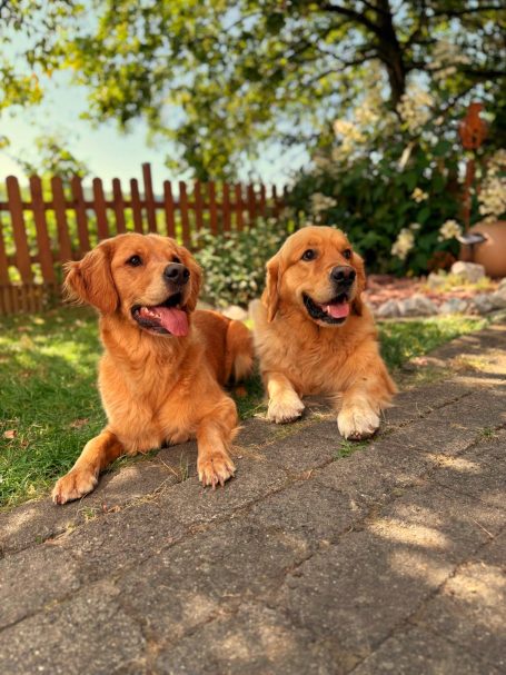 wurfplanung-golden-retriever-dual-purpose