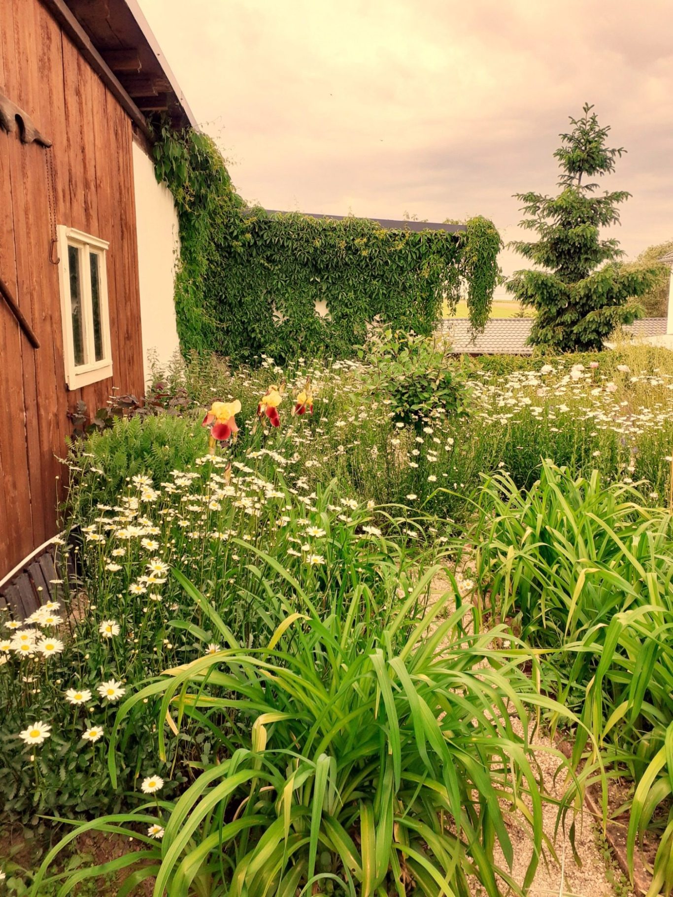 Ein Zuhause für unsere Zucht mit viel Raum und Ruhe Der weitläufige und naturnah gestaltete Garten der Golden Retriever Zucht vom Fuchsbacherhof in Thüringen.