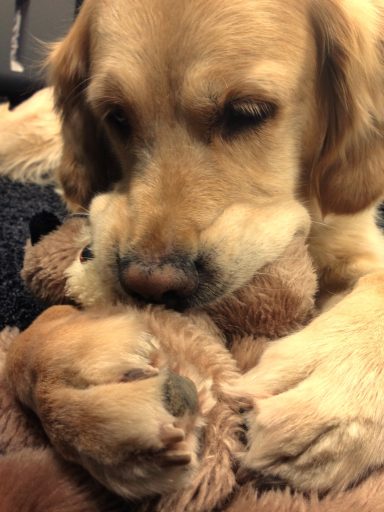 Cassys sanfter Blick Liebevolle Nahaufnahme von Golden Retriever Hündin Cassy mit ihrem Spielzeug.