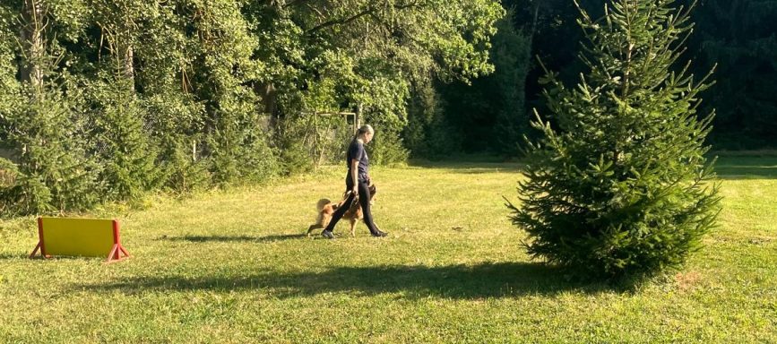 fuss-gehen-training-golden-retriever