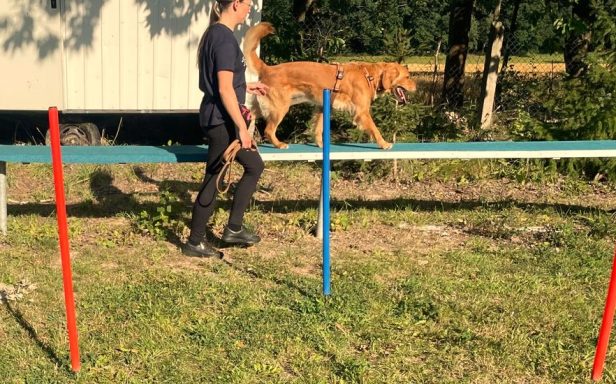 agility-laufsteg-balance-golden-retriever