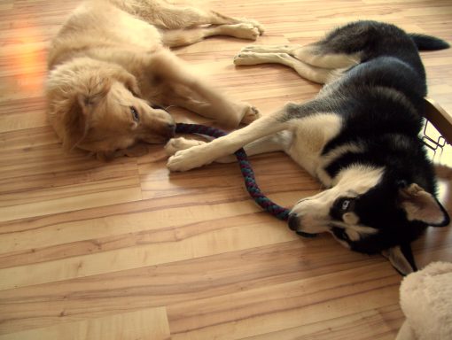 Cassy und ihre Husky Freundin Golden Retriever Hündin Cassy spielt mit ihrer Husky Freundin Akita.