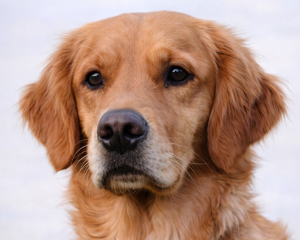 Ahnentafel und Stammbaum – Golden Retriever vom Fuchsbacherhof Nahaufnahme und Kopf-Porträt der Golden Retriever Hündin Luna vom Grassteich.