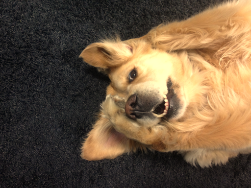 Lebensfreude pur Golden Retriever Hündin Cassy ganz entspannt.