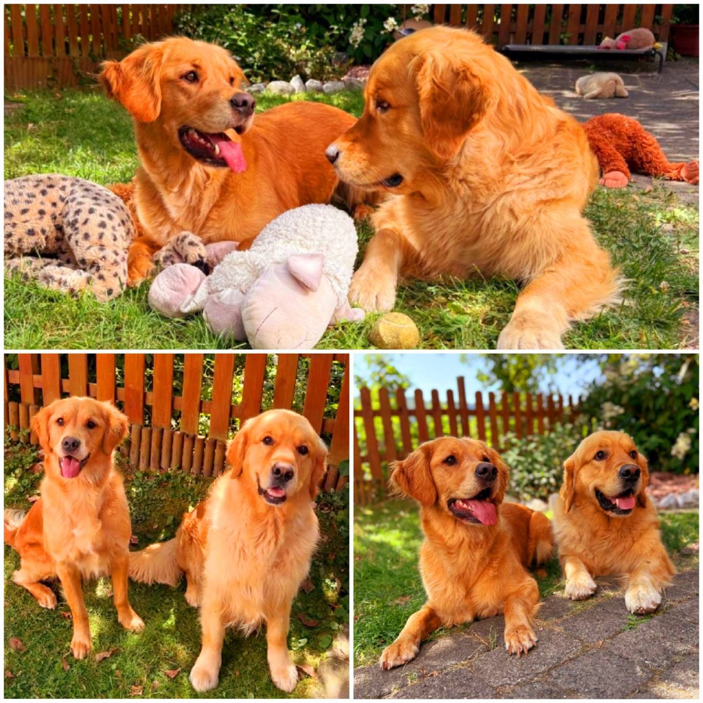 Bildcollage zur Wurfplanung Dual Purpose mit Dark Golden Retriever Luna vom Grassteich und dem Deckrüden Happiness for Future Kenny Finnley.