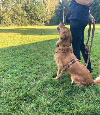 aufmerksamkeitstraining-hundeplatz-thueringen
