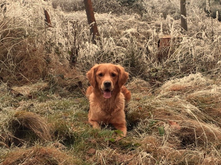 Golden Retriever Hündin Luna vom Grassteich – DRC e.V. Zuchtzulassung Dark Golden Retriever Zuchthündin Luna vom Grassteich aufmerksam im Wald.