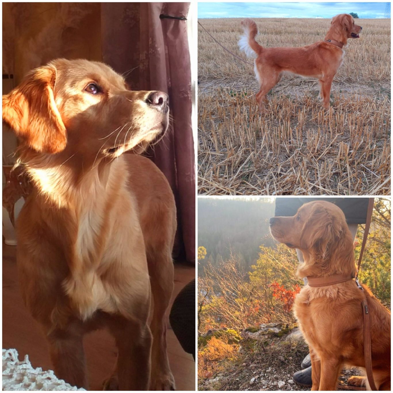 Charakter und rassetypisches Wesen unserer Golden Retriever Hündin Bildcollage zur Charakter- und Wesensbeschreibung der Dark Golden Retriever Hündin Luna vom Grassteich.