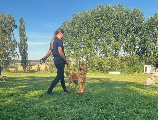 giftkoedertraining-pizzakarton-impulskontrolle