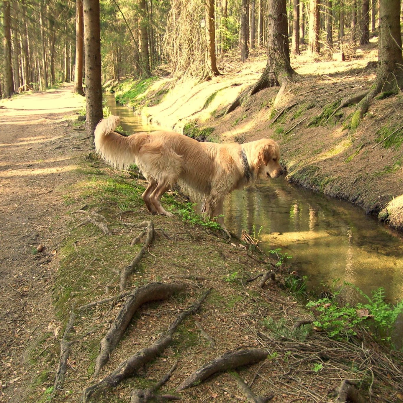 Cassy vom Grünen See (Juni 2005 – Februar 2018) Golden Retriever Stammhündin Cassy vom Grünen See am Forellenbach im Wald.