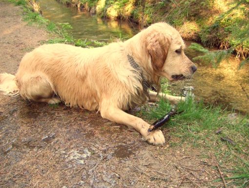 Cassy am Bachlauf Golden Retriever Hündin Cassy mit einem Stock am Ufer des Forellenbaches.